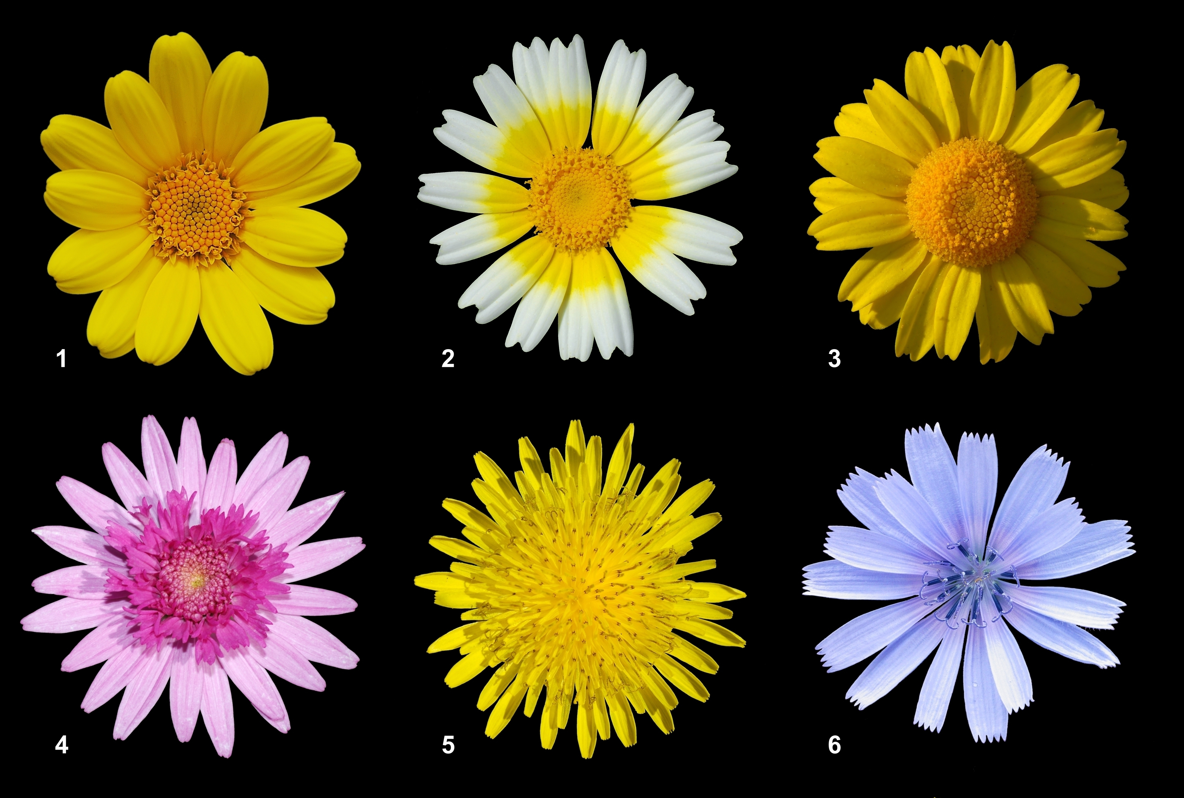 Types of Asteraceaes