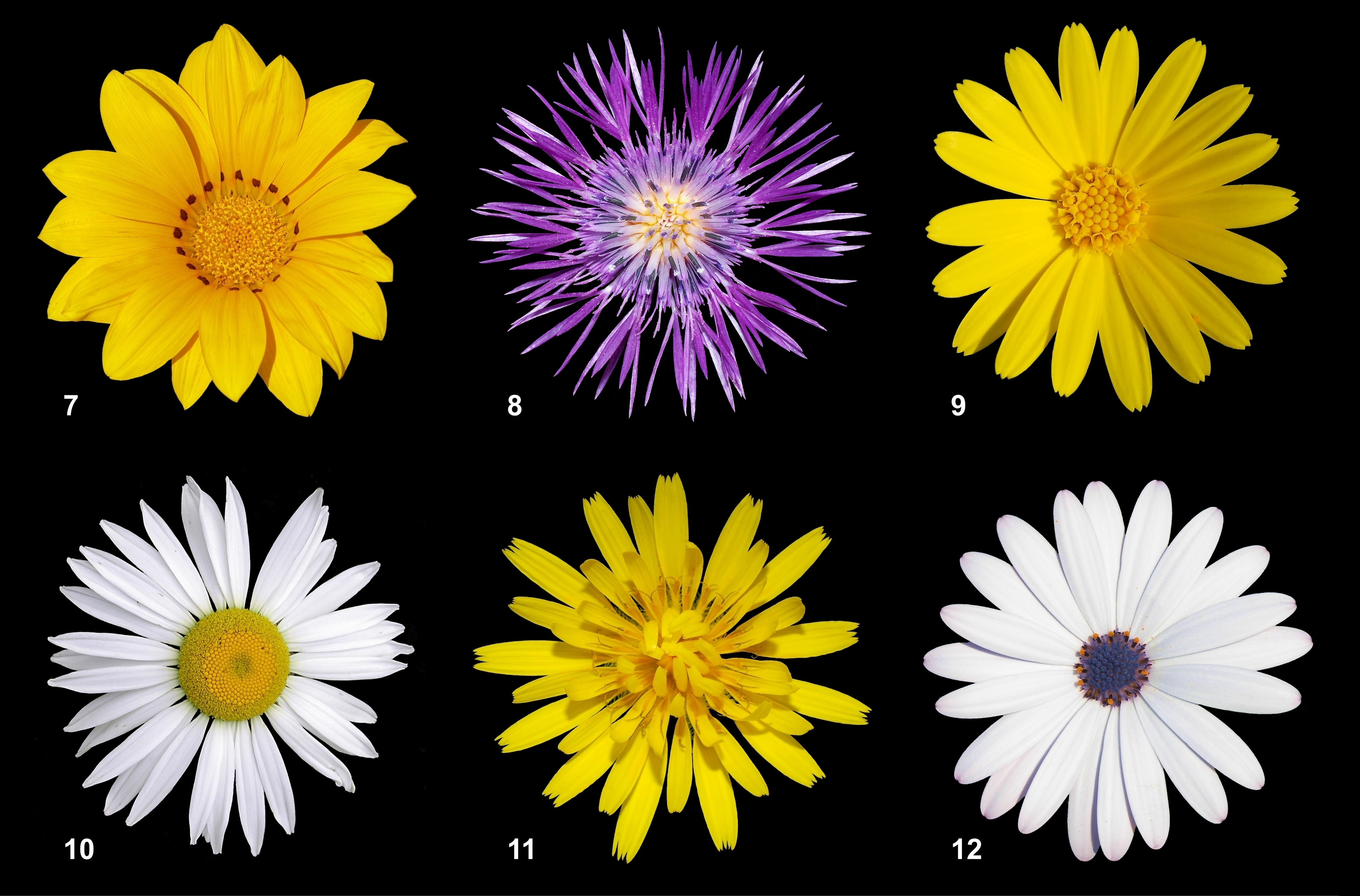 Types of Asteraceaes